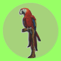 Red Parrot alone stickers stickers