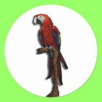 Red Parrot alone stickers stickers
