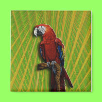 Red Parrot & Palms magnet magnets