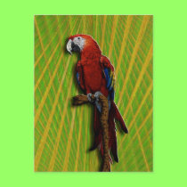 Red Parrot & Palms postcard