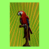 Red Parrot poster posters