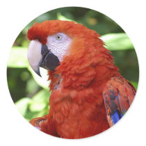 Red Parrot Sticker
