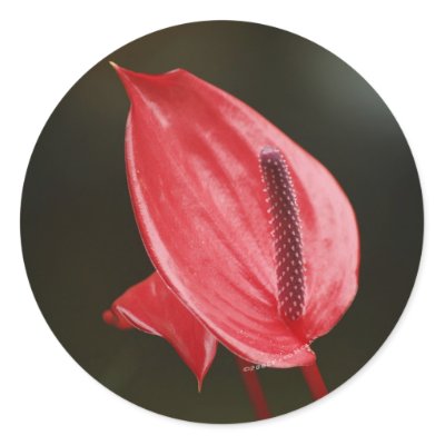 Red Peace Lily