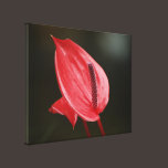 Red Peace Lily Stretched Canvas Print canvas prints