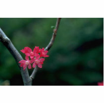 Red Pearls Photo Cut Outs