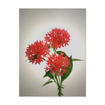 Red Penta postcards