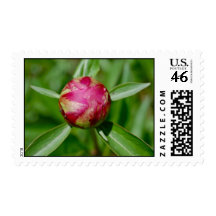 Red Peony Bud Stamp
