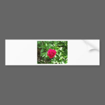 Red Peony bumper stickers