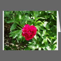 Red Peony cards
