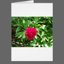 Red Peony cards