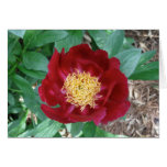 Red Peony cards