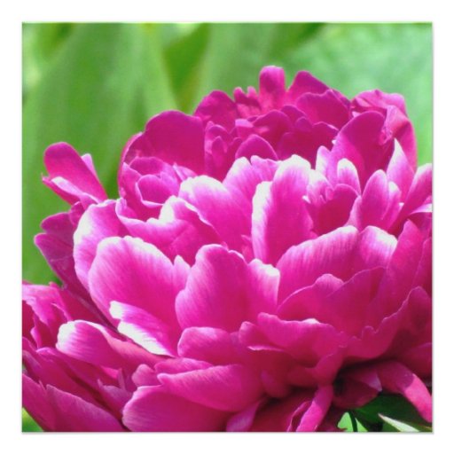 Red Peony Engagement Invitation