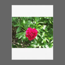 Red Peony postcards