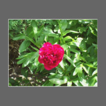 Red Peony postcards