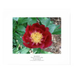 Red Peony posters