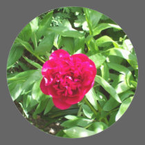 Red Peony stickers