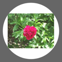 Red Peony stickers