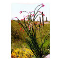 Red Pepper Flowers posters by dma847 Red Pepper Flowers posters