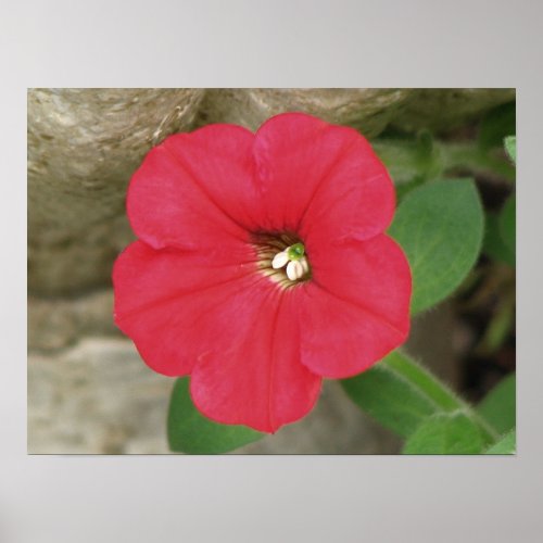 Red Petunia print