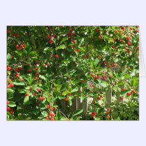 Red Pie Cherries cards