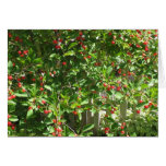Red Pie Cherries Card