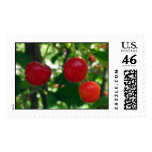 Red Pie Cherries Postage Stamps