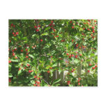 Red Pie Cherries Postcards