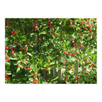 Red Pie Cherries posters by charlesblack7 Red Pie Cherries posters