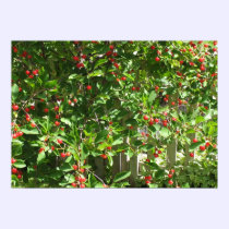 Red Pie Cherries posters