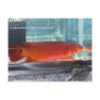 Red Pike Cichlid Postcard