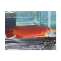 Red Pike Cichlid postcards by oscar_azac Red Pike Cichlid postcards