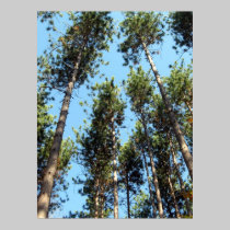 Red pine forest posters