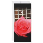Red pink rose against five string bass fretboard customized rack card