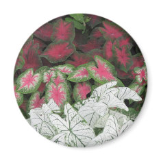 Red, Pink, White Caladiums magnet