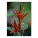 Red Plant Card by pulsDesign Red Plant Card