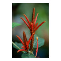 Red Plant Poster posters by pulsDesign Red Plant Poster posters