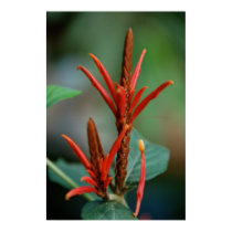 Red Plant Poster posters