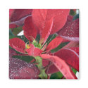 Red Poinsettia - magnets