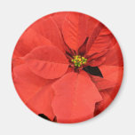 Red Poinsettia Magnets