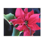 Red Poinsettia Postcard