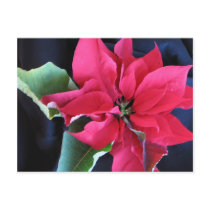 Red Poinsettia Postcard by angelspiritme Red Poinsettia Postcard
