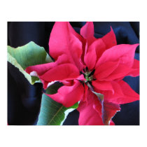 Red Poinsettia Poster posters