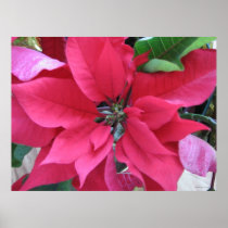 Red Poinsettia posters