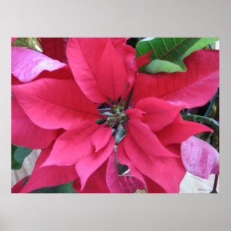 Red Poinsettia print