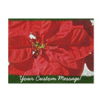 Red Poinsettias 3 postcards