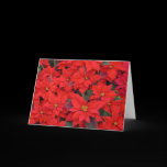 Red Poinsettias Card