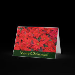Red Poinsettias Christmas Card (Blank Inside)
