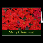 Red Poinsettias Christmas Card (Blank Inside)