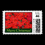 Red Poinsettias Christmas Postage Stamps