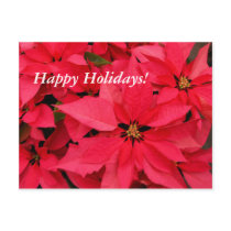 Red Poinsettias Happy Holidays Post Cards